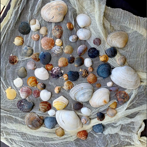 Decorative Assorted Shells - Picture 4 of 5